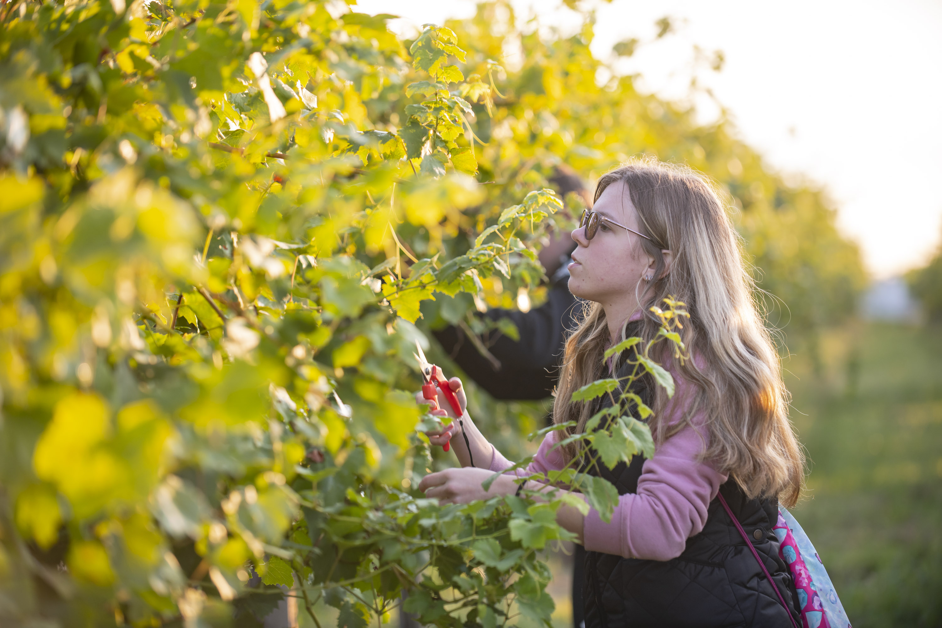 Croatian wine 2