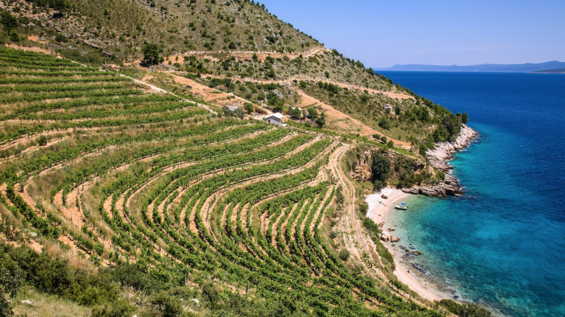 Kroatie wijngaarden aan zee