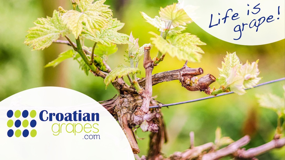 Nieuwsbrief voorjaar 2025